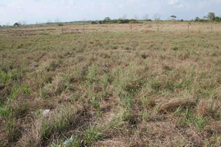 Barqueta Nice H2 Panama Ocean View Lot